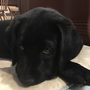 Meet your Posher, Thomas